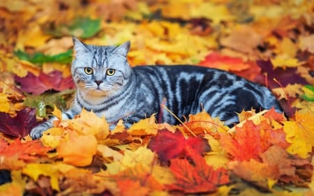 Autumn Kitten - animal, kitten, cat, leaves, autumn