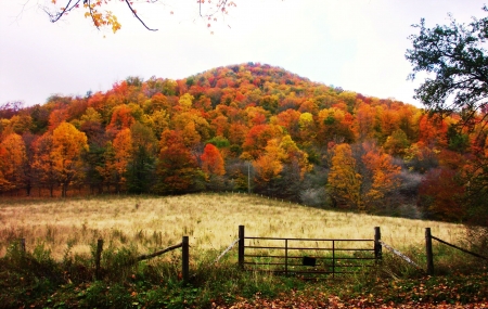 Autumn - hill, photography, colors, field, fence, leaves