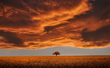 world in orange - fields, sky, clouds, orange, tree