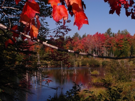 Autumn Leaves - trees, reflection, water, colors, pond