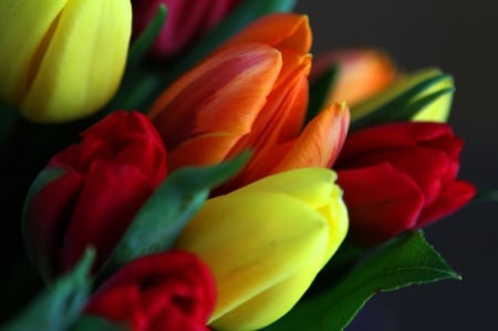 Tulips - petals, tulips, leaves, bouquet, spring