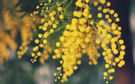 Mimosa - nature, yellow, green, flowers, photo