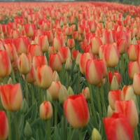 Tulips as far as you can see,.....