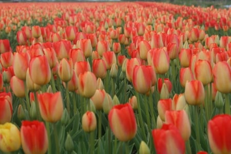 Tulips as far as you can see,..... - flowers, tulips, dutch souvenir, netherlands