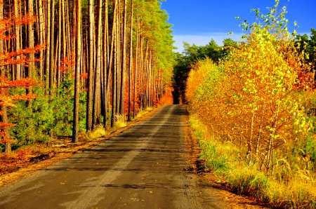 Autumn Road - sky, forest, trees, landscape