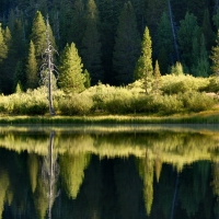 Riverside Trees