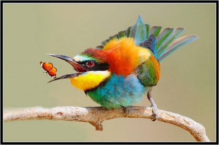 BEAUTIFUL BEE EATER WITH BUTTERFLY - bee, eater, bird, beautiful