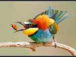 BEAUTIFUL BEE EATER WITH BUTTERFLY