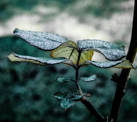 Gentle Wake - leaves, nature, trees, drops