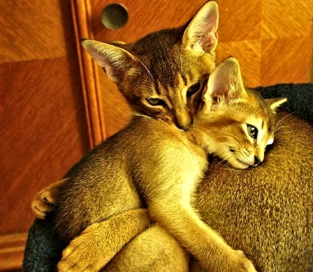 Abyssinian Cats. So sweet - cute, Animals, sweet, Cats