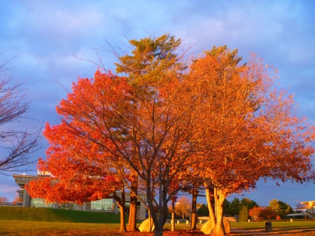 Autumn Glow - fall, trees, landscape, leaves, colors