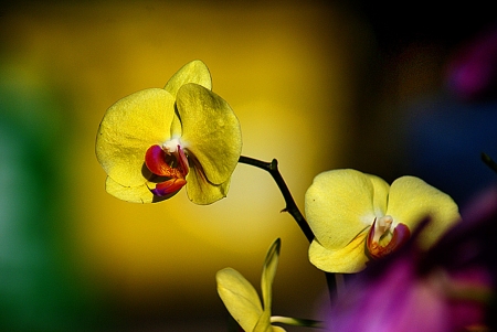 Orchida - yellow, orchida, flower, beautiful