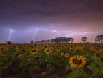 Sunflower and lightning