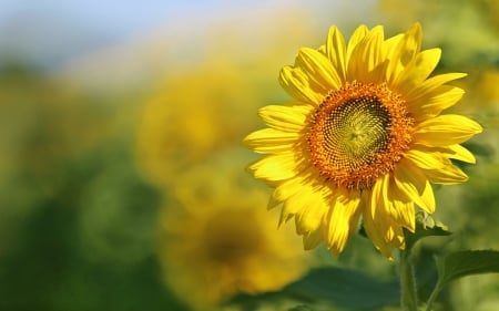 Sunflower - summer, flower, yellow, sunflower, green