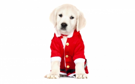 Waiting for Santa - dog, golden retriever, christmas, santa, white, animal, craciun, red, cute, puppy