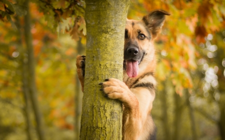 1,2,3.... - hide and seek, animal, funny, cute, tree, dog, german shepherd, autumn