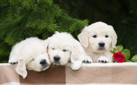 Puppies - fir, dog, flower, christmas, white, animal, craciun, red, green, puppy