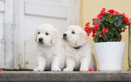 Puppies - puppy, couple, golden retriever, red, dog, green, animal, cute, geranium, flower