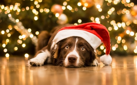 Waiting for Santa - craciun, hat, funny, christmas, santa, dog, animal, cute, lights