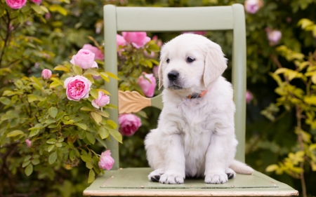 Puppy - puppy, golden retriever, summer, white, chair, dog, pink, green, animal, cute, flower