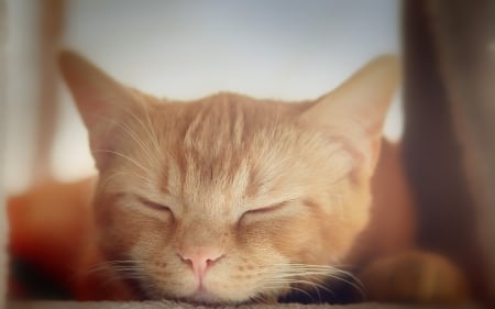 Sleeping - sleep, cat, animal, orange, ginger