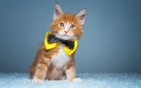 Kitten - cat, papion, black, kitten, ginger, yellow, bow, blue, orange, animal, cute