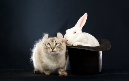 Hocus pocus! - white, rabbit, hat, cat, animal, funny, bunny, black