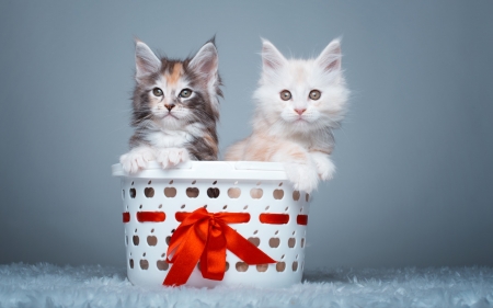 Merry Christmas! - blue, cat, christmas, basket, white, animal, craciun, kitten, red, valentine, cute, bow, couple