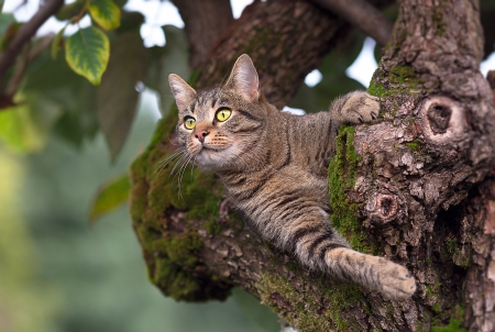 Cat - wood, cat, animal, green, tree