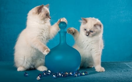 Kittens - vase, white, animal, kitten, blue, cat, glass