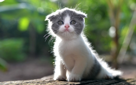 Kitten - white, cat, green, animal, cute, kitten