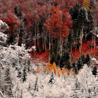 First Snow on Autumn Trees