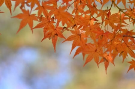 Autumn Maple Leaves - maple, orange, branches, nature, colors