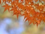 Autumn Maple Leaves