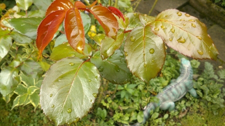 Leguan after the rain - Photograph, Leaf, Comodowaran, Predator, Animal, Reptile, Waran, Figurine, Green, Photo, Raindrops, Red, Leaves, Rain, Leguan, Leafs, Garden, Snapshot