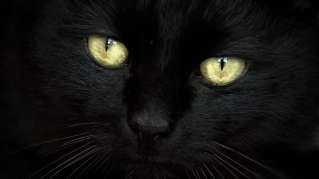 Black Cat Close Up F - wide screen, cat, photography, beautiful, feline, animal, pet, photo