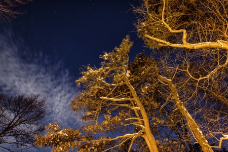 Winter Branches - winter, branches, trees, nature, night, night nature