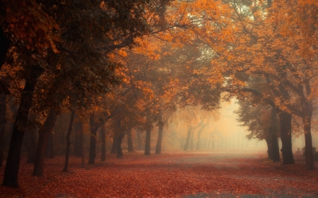 Park Fall Mist - fall, trees, nature, autumn, mist, parks, leaves