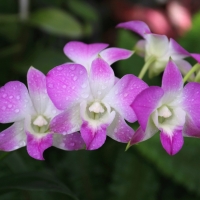 Orchids