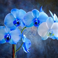 Blue Orchids