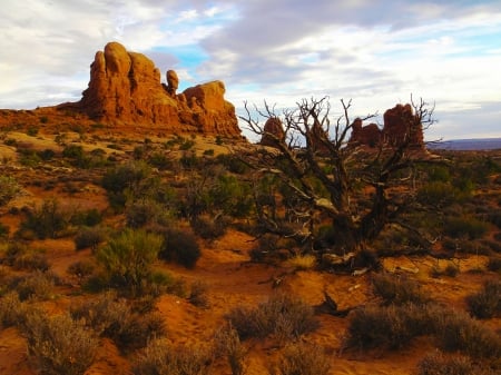 Desert - clouds, landscape, plants, rocks, sky