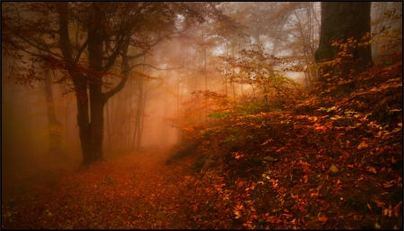 Autumn Forest - leaves, forest, trees, nature