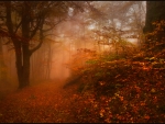 Autumn Forest