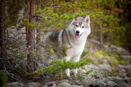 Wolf - nature, wolf, trees, beautiful