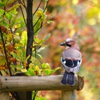 Autumn Bird