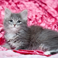 Cute Kitten