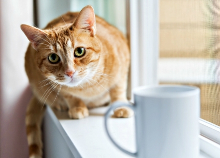 Where's my coffee? - funny, animal, cute, look, cat, window, cup, white, morning, orange, ginger