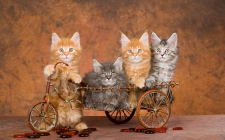 Kittens - ginger, orange, sweet, cat, animal, kitten, lolita777, cute, main coon