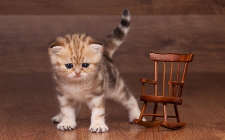 Kitten - brown, chair, cat, lolita777, animal, sweet, cute, kitten