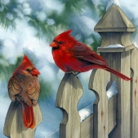 Cardinals in Winter